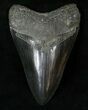 Glossy, Black Megalodon Tooth - Bone Valley #15732-1